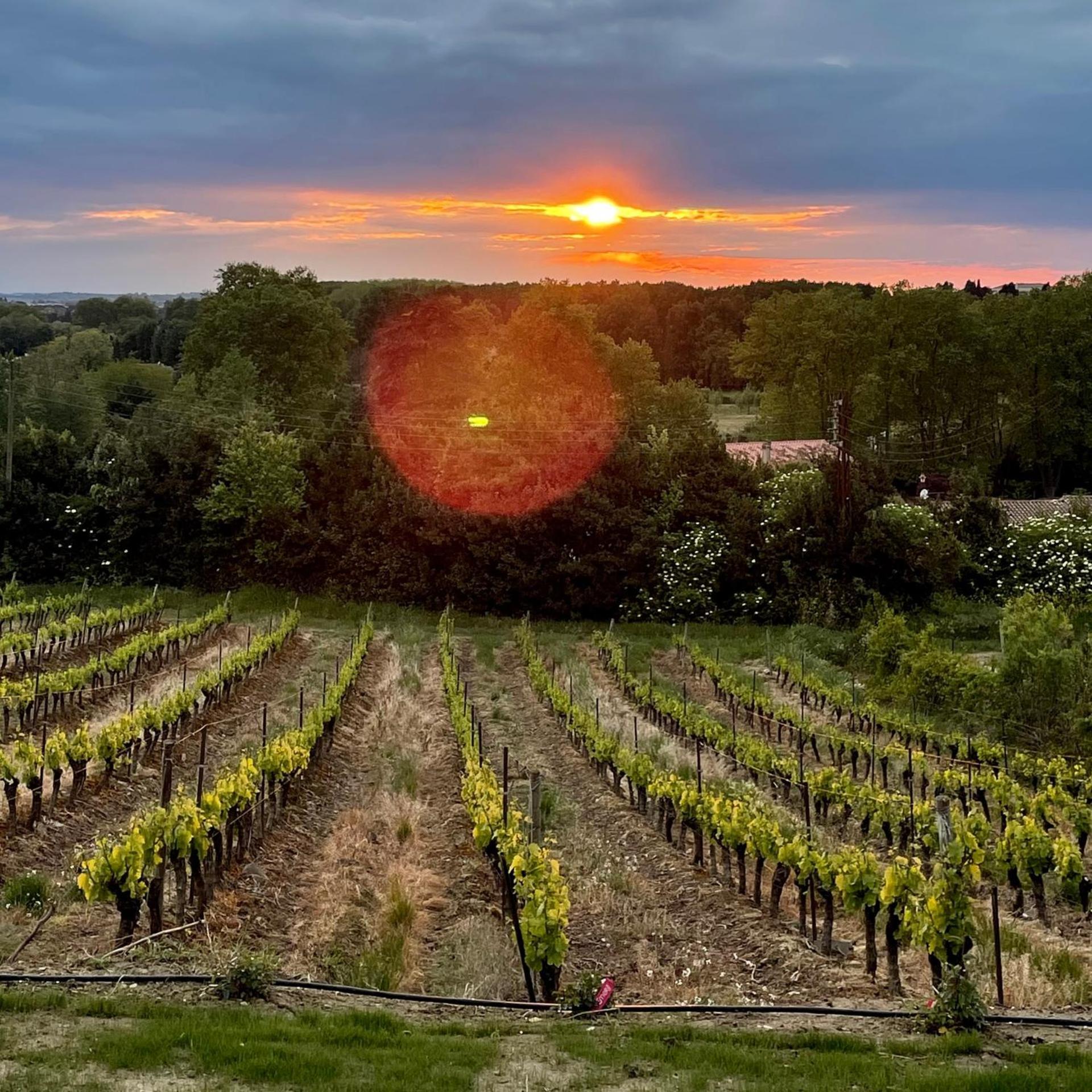 L'Ecrin De La Cite, Coeur De Vignes - Vivez Une Experience Inoubliable ! Каркасон Екстериор снимка